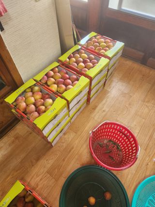 상훈사과자두벼님의 자두 · 자유게시판 작성글 사진