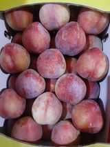 팜모닝 자두·자유게시판 게시글 이미지