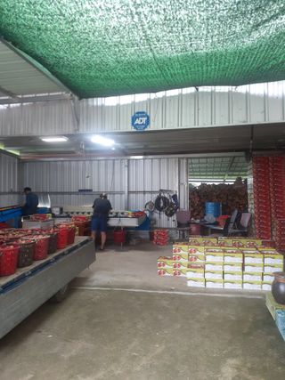 자두1137님의 자두 · 자유게시판 작성글 사진