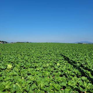 박효식님의 내 농사 경력 자랑하기 · 참여 작성글 사진