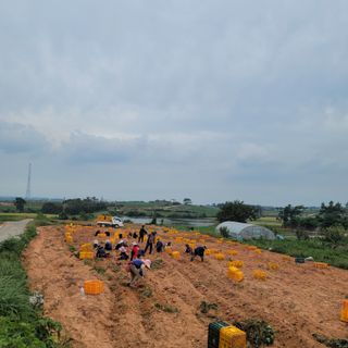 박효식님의 내 농사 경력 자랑하기 · 참여 작성글 사진