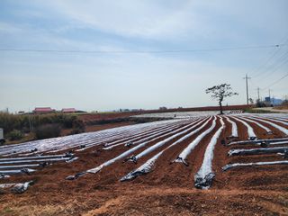 박효식님의 내 농사 경력 자랑하기 · 참여 작성글 사진