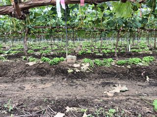 5113님의 포도 · 자유게시판 작성글 사진