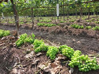 5113님의 포도 · 자유게시판 작성글 사진