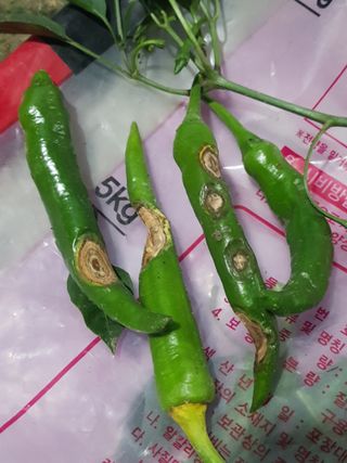 까망고무신님의 고추 · 병해충상담 작성글 사진