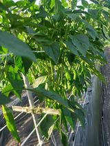 팜모닝 내 농사 경력 자랑하기·참여 게시글 이미지