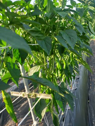 지금은 공돌이님의 내 농사 경력 자랑하기 · 참여 작성글 사진