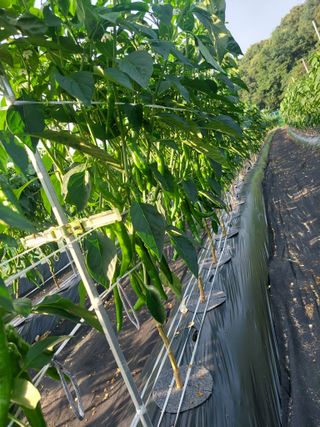 지금은 공돌이님의 내 농사 경력 자랑하기 · 참여 작성글 사진