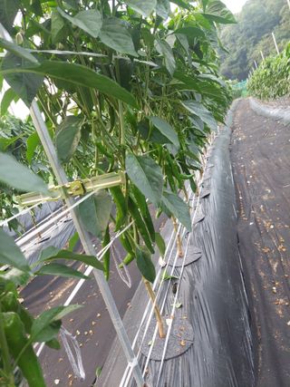 지금은 공돌이님의 내 농사 경력 자랑하기 · 참여 작성글 사진