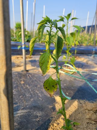 문현자 님의 고추 · 병해충상담 작성글 사진