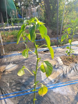 문현자 님의 고추 · 병해충상담 작성글 사진