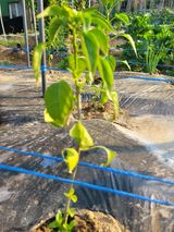 팜모닝 고추·병해충상담 게시글 이미지