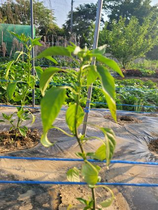 문현자 님의 고추 · 병해충상담 작성글 사진