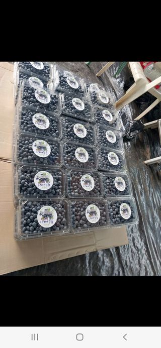 강태숙님의 블루베리 · 자유게시판 작성글 사진