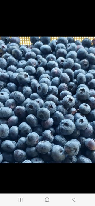 강태숙님의 블루베리 · 자유게시판 작성글 사진