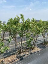 팜모닝 블루베리·자유게시판 게시글 이미지