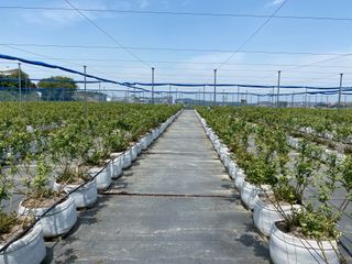 타니마켓(조수찬)님의 블루베리 · 자유게시판 작성글 사진