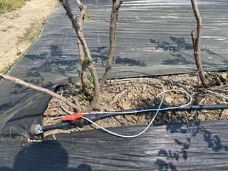 타니마켓(조수찬)님의 블루베리 · 자유게시판 작성글 사진