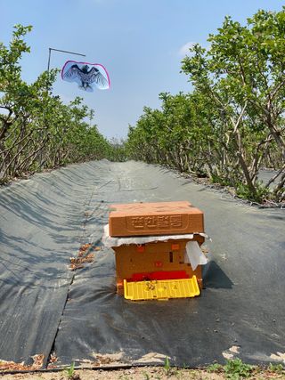 타니마켓(조수찬)님의 블루베리 · 자유게시판 작성글 사진