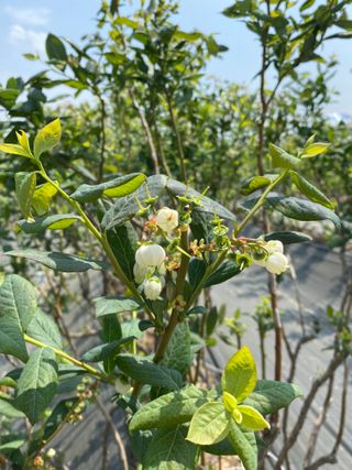 타니마켓(조수찬)님의 블루베리 · 자유게시판 작성글 사진