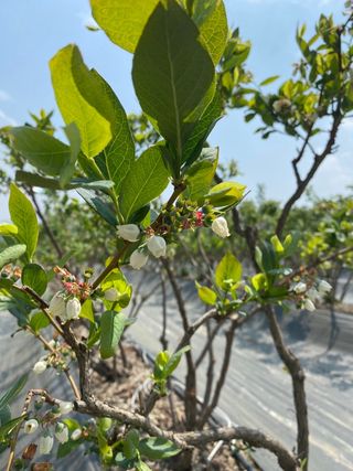 타니마켓(조수찬)님의 블루베리 · 자유게시판 작성글 사진