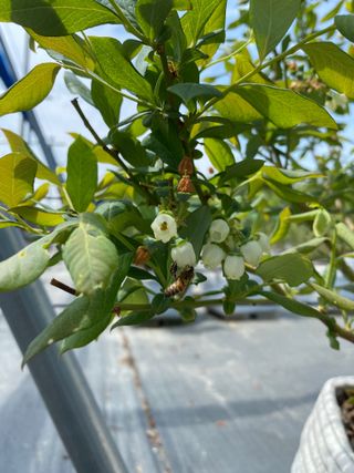 타니마켓(조수찬)님의 블루베리 · 자유게시판 작성글 사진