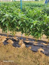 팜모닝 옥수수·자유게시판 게시글 이미지