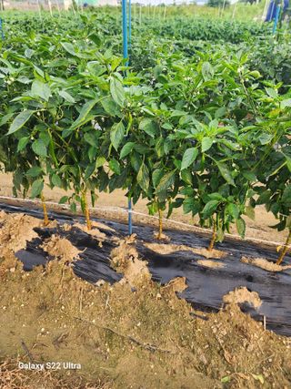 박해용(세건농장)님의 옥수수 · 자유게시판 작성글 사진