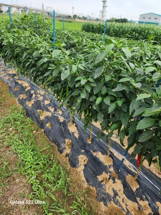 박해용(세건농장)님의 옥수수 · 자유게시판 작성글 사진