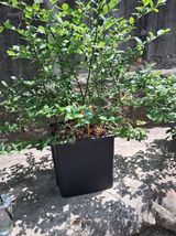 팜모닝 블루베리·자유게시판 게시글 이미지