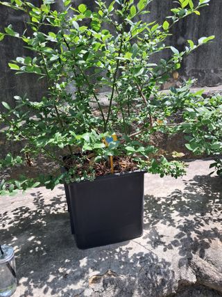 김기한님의 블루베리 · 자유게시판 작성글 사진