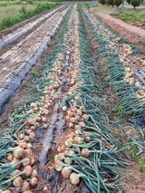 팜모닝 내 농사 경력 자랑하기·참여 게시글 이미지