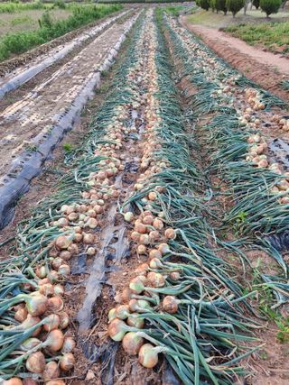 최승일님의 내 농사 경력 자랑하기 · 참여 작성글 사진