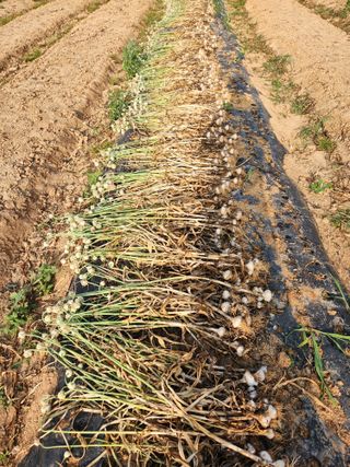 최승일님의 내 농사 경력 자랑하기 · 참여 작성글 사진