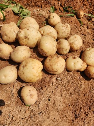 최승일님의 내 농사 경력 자랑하기 · 참여 작성글 사진