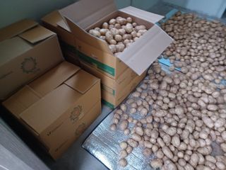 팜모닝회원 김순달 님의 감자 · 자유게시판 작성글 사진