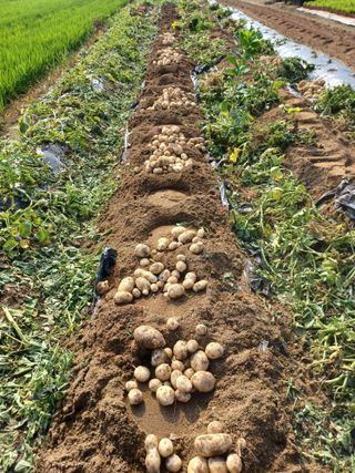 팜모닝회원 김순달 님의 감자 · 자유게시판 작성글 사진