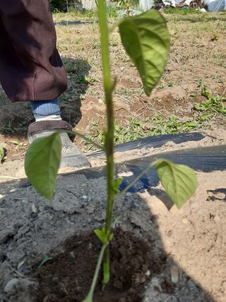 박길순님의 고추 · 병해충상담 작성글 사진