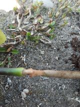 팜모닝 고추·병해충상담 게시글 이미지