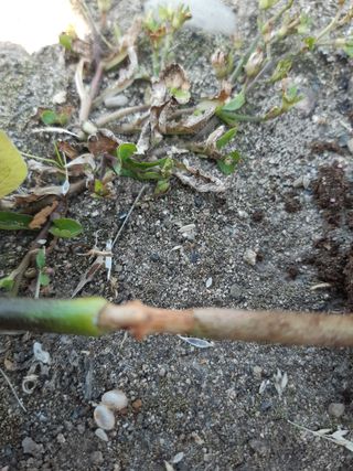 박길순님의 고추 · 병해충상담 작성글 사진