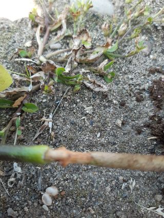 박길순님의 고추 · 병해충상담 작성글 사진