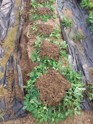 고용하(하늘)님의 콩 · 자유게시판 작성글 사진