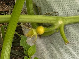 친환경님의 호박 · 병해충상담 작성글 사진
