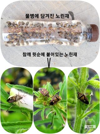 조용길님의 참깨 · 자유게시판 작성글 사진