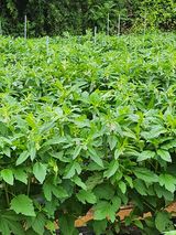 팜모닝 참깨·자유게시판 게시글 이미지