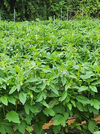 농부지기님의 참깨 · 자유게시판 작성글 사진