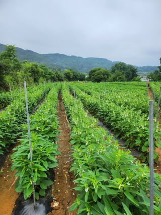 농부지기님의 참깨 · 자유게시판 작성글 사진