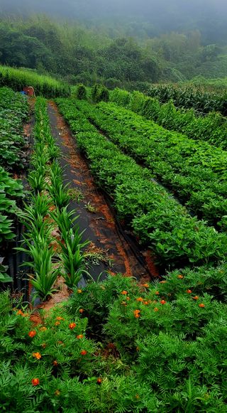 송인만님의 내 농사 경력 자랑하기 · 참여 작성글 사진