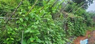 송인만님의 내 농사 경력 자랑하기 · 참여 작성글 사진