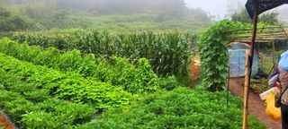 송인만님의 내 농사 경력 자랑하기 · 참여 작성글 사진